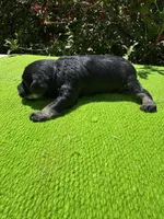 Density, a female Schnoodle for sale in Evensville, TN – 2 of 10