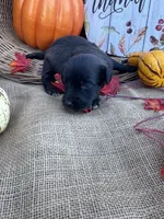 Primm, a female Labradoodle for sale in Evensville, TN – 3 of 8