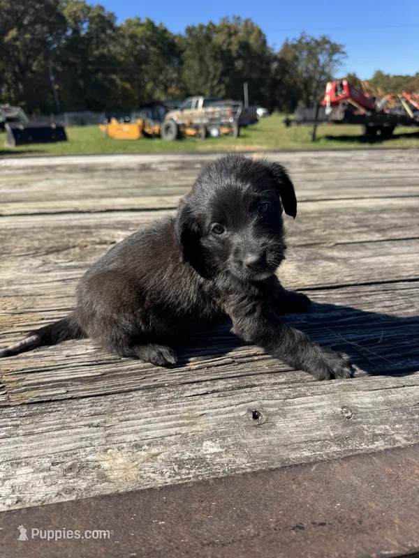 Primm – Labradoodle puppy for sale in Evensville, TN