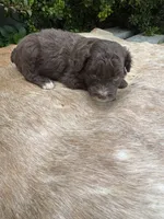 Dax, a male Miniature Aussiedoodle for sale in Evensville, TN – 7 of 9