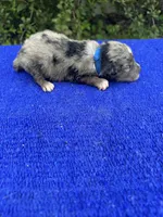 Snickerdoodle, a male Miniature Aussiedoodle for sale in Evensville, TN – 5 of 9
