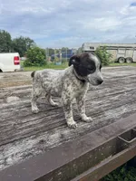 Boomer, a female Australian Cattle Dog for sale in Evensville, TN – 7 of 10