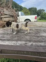Boomer, a female Australian Cattle Dog for sale in Evensville, TN – 9 of 10
