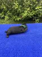 Oliver, a male Miniature Dachshund for sale in Evensville, TN – 6 of 8