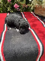 Daliha, a female Poodle - Miniature  for sale in Evensville, TN – 6 of 6