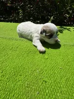Lassy, a female Schnoodle for sale in Evensville, TN – 2 of 8