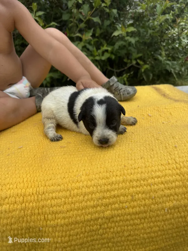 Lola – Australian Cattle Dog puppy for sale in Evensville, TN