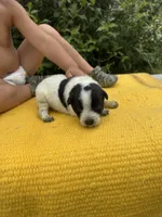 Lola, a female Australian Cattle Dog for sale in Evensville, TN – 1 of 8
