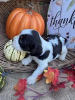 Nessie, a female English Springer Spaniel for sale in Evensville, TN – 7 of 9