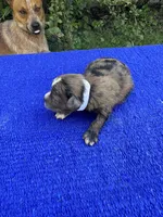 Zebra Cake, a male Miniature Aussiedoodle for sale in Evensville, TN – 7 of 9