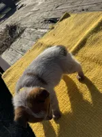 Luka, a male Australian Cattle Dog for sale in Evensville, TN – Photo 8 of 8