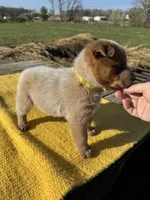 Luka, a male Australian Cattle Dog for sale in Evensville, TN – Photo 6 of 8