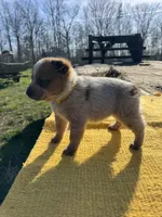 Luka, a male Australian Cattle Dog for sale in Evensville, TN – Photo 7 of 8