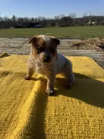 Luka, a male Australian Cattle Dog for sale in Evensville, TN – Photo 4 of 8