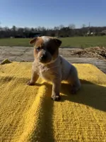 Luka, a male Australian Cattle Dog for sale in Evensville, TN – Photo 1 of 8