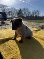 Luka, a male Australian Cattle Dog for sale in Evensville, TN – Photo 2 of 8