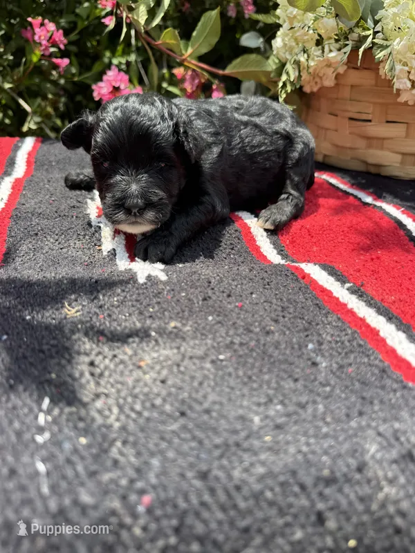Richie – Schnoodle puppy for sale in Evensville, TN