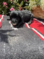 Richie, a male Schnoodle for sale in Evensville, TN – 1 of 9