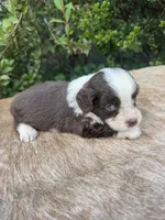 Brody, a male Miniature Aussiedoodle for sale in Evensville, TN – 3 of 7