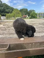 Fudge Round, a female Miniature Aussiedoodle for sale in Evensville, TN – 2 of 7
