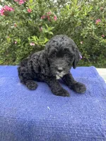 Iris, a female Sheepadoodle for sale in Evensville, TN – 3 of 5