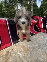 Zebra Cake, a male Miniature Aussiedoodle for sale in Evensville, TN – 7 of 7