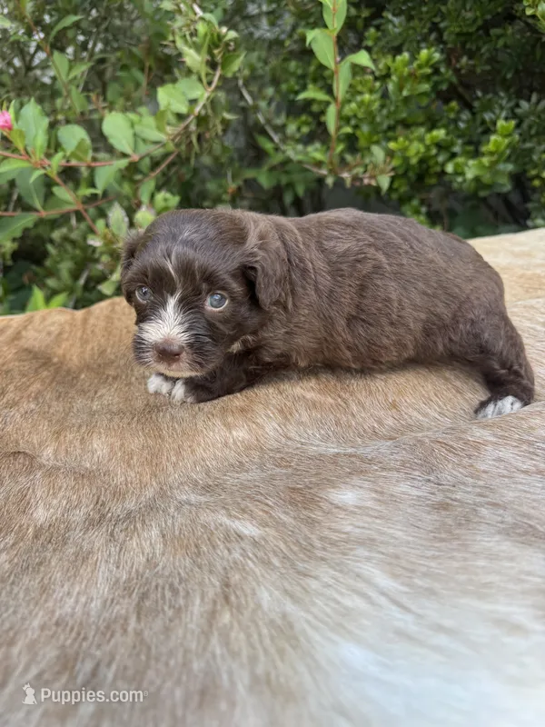 Arlo – Miniature Aussiedoodle puppy for sale in Evensville, TN