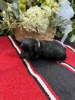 Vintage, a female Schnoodle for sale in Evensville, TN – 1 of 6