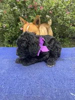 Iris, a female Sheepadoodle for sale in Evensville, TN – 2 of 5
