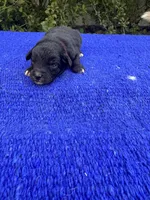 Nutty Buddy, a male Miniature Aussiedoodle for sale in Evensville, TN – 4 of 7