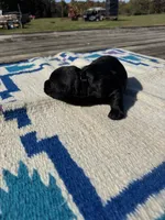 Taco, a male Giant Schnauzer for sale in Evensville, TN – 4 of 6