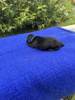 Max, a male Miniature Dachshund for sale in Evensville, TN – 4 of 8