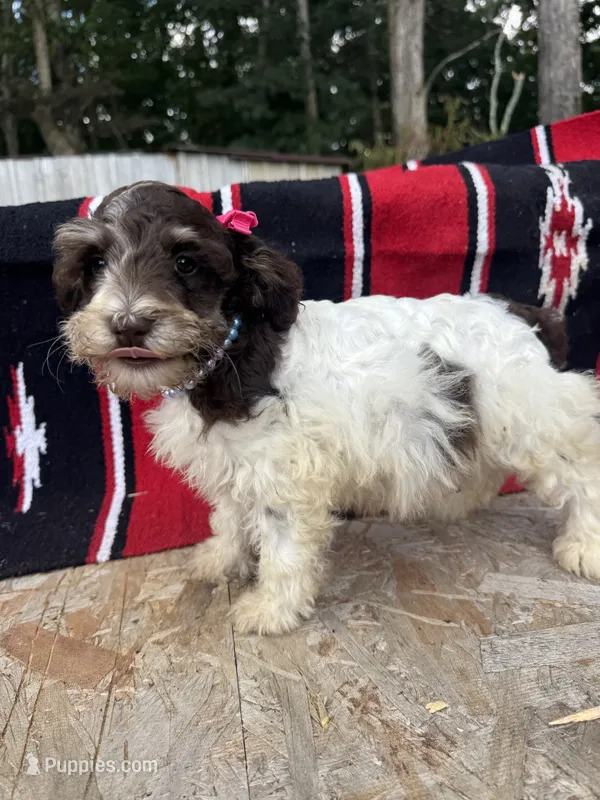 Precision – Schnoodle puppy for sale in Evensville, TN