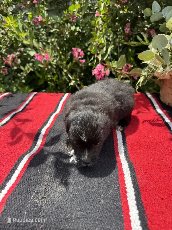 Fudge Round – Miniature Aussiedoodle puppy for sale in Evensville, TN