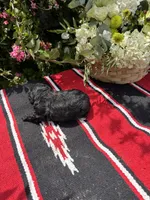 Daliha, a female Poodle - Miniature  for sale in Evensville, TN – 5 of 6