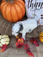 Noble, a male Schnoodle and Poodle - Miniature  for sale in Evensville, TN – 6 of 7