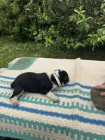 Harley, a female Australian Cattle Dog for sale in Evensville, TN – 4 of 9