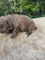 Rubi, a female Miniature Aussiedoodle for sale in Evensville, TN – 7 of 10