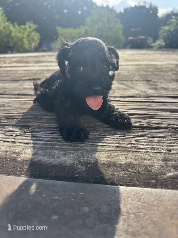 Vintage – Schnoodle puppy for sale in Evensville, TN