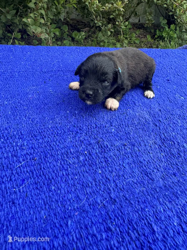 Swiss Roll – Miniature Aussiedoodle puppy for sale in Evensville, TN
