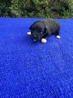 Swiss Roll, a female Miniature Aussiedoodle for sale in Evensville, TN – 1 of 10