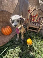 Zebra Cake, a male Miniature Aussiedoodle for sale in Evensville, TN – 8 of 9