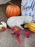 Persis, a female Labradoodle for sale in Evensville, TN – 2 of 8