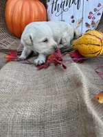 Persis, a female Labradoodle for sale in Evensville, TN – 8 of 8