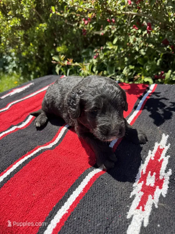 Talon – Sheepadoodle puppy for sale in Evensville, TN