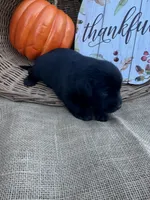 Odeliah, a female Labrador Retriever for sale in Evensville, TN – 5 of 7
