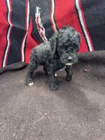 Ocean, a male Miniature Schnauzer and Poodle - Miniature  for sale in Evensville, TN – 2 of 8
