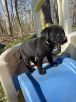 Margo, a female Labrador Retriever for sale in Evensville, TN – Photo 6 of 6