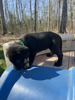 Margo, a female Labrador Retriever for sale in Evensville, TN – Photo 4 of 6
