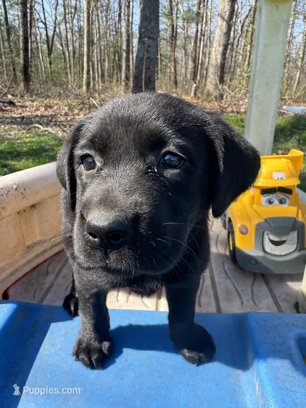 Margo – Labrador Retriever puppy for sale in Evensville, TN